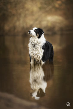 Séance photo canine artistique à Limoges.