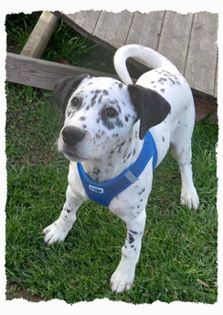 Chiot Dalmatien à l'école pour chiots à Dax