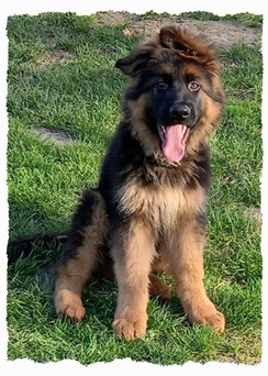 Chiot Berger Allemand à l'école pour chiots à Dax