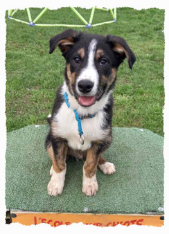 Chiot Border Collie à l'école pour chiots à Dax