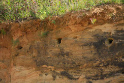 Bienenfresser Bruthöhle