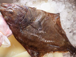 オヒョウ　羅臼　高級魚
