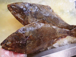 オヒョウ　羅臼　高級魚