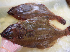 ソウハチガレイ　羅臼　高級魚