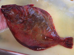 アカガレイ　羅臼　高級魚