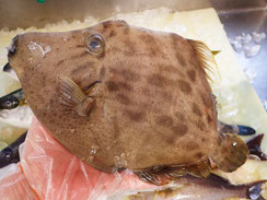 カワハギ　五島列島　天然地魚