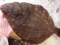 サメガレイ　羅臼　高級魚