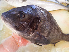 黒鯛　五島列島　天然地魚