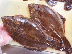 クロガシラガレイ　羅臼　高級魚