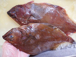 アカガレイ　羅臼　高級魚