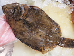 マツカワガレイ　羅臼　高級魚