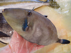ウマヅラハギ　五島列島　天然地魚