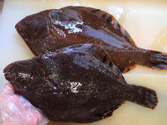 マツカワガレイ　羅臼　高級魚