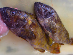 アオゾイ　羅臼　高級魚