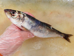 にしん　秋田の地魚　高級寿司