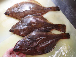 アカガレイ　羅臼　高級魚
