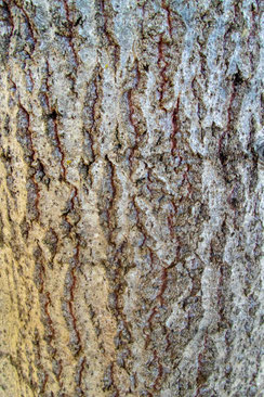 Espe, Ziterpappel (Populus tremula)