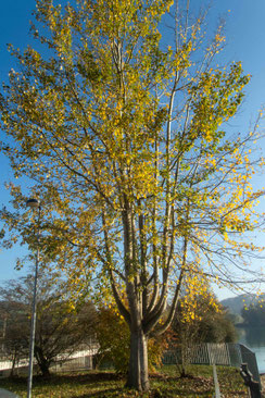 Espe, Ziterpappel (Populus tremula)