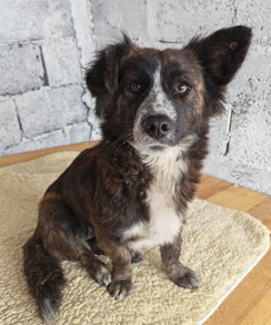 Hund wurde erfolgreich vermittelt