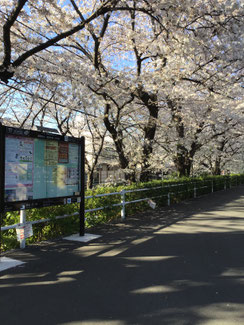 桜橋から嶺町出張所方向