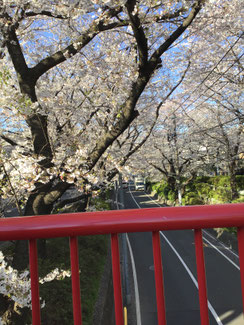 桜橋中央から嶺町出張所 の方向