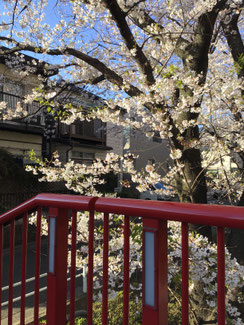 桜橋階段側