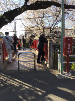 桜橋 左側は車椅子で通れます 右側は車椅子で通れませ ん