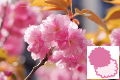 八重桜の花写真