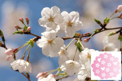 ソメイヨシノの花写真