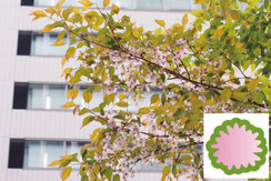 ヤマザクラの花写真