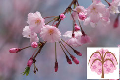 枝垂桜の花写真