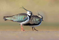 Kiebitz, bedrohte Wiesenbrüter Foto: G. Zieger