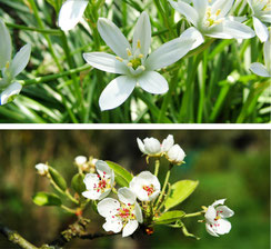 Bachblüten Therapie