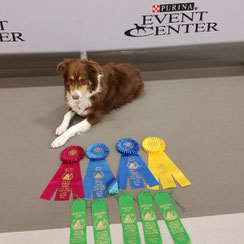 Dog Training Perry Ga Dog Training Perry Ga