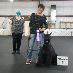 Member posing with her Giant Schnauzer, the judge and a rosette