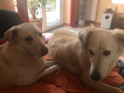 Ambra und Amarok