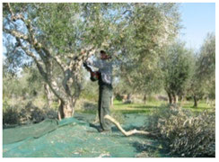 Kaltgepresstes Bio-Olivennöl aus Griechenland