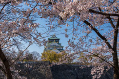 大阪、春の陣,ぽせいどんさん,桜フォトコンテスト,2020,丸五賞