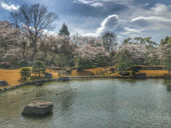 桜には和風庭園,nanumotoさん,桜フォトコンテスト,2020,常盤堂 雷おこし本舗賞