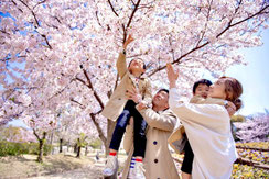 桜満開,なこさん,桜フォトコンテスト,2020,橋本屋賞