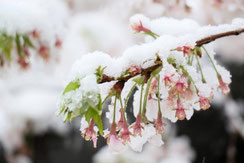 雪かぶるサクラ,YUさん,桜フォトコンテスト,2020,橋本屋賞,