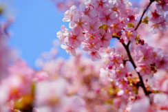 bonita1031さん,桜フォトコンテスト,2020,常盤堂 雷おこし本舗賞