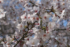 こんな時期だからこそ美しい桜を写真で！,千囃連さん,桜フォトコンテスト,2020,浅草粋や賞