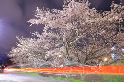 闇夜の煌めき,けーすけさん,桜フォトコンテスト,2020,常盤堂 雷おこし本舗賞