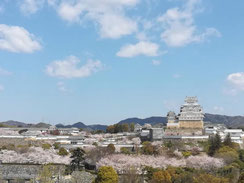 雪帽子の桜,矢崎泰弘さん,桜フォトコンテスト,2020,丸五賞