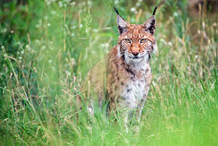 © Leo | fokus-natur.de