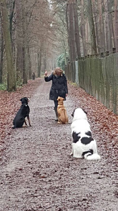 Training mit Blue, Rodesian Ridgeback-Husky-Schäfermix, Balou, großer schweizer Sennenhund und Hope, Landseer 