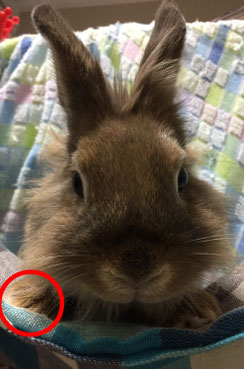 おすまし顔のモカさん