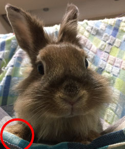 興味顔のモカさん
