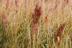 rote-gräser-feldblumen